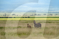 Wild Life In Kenya 
