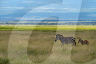 Wild Life In Kenya 