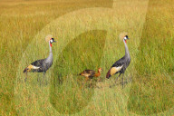 Wild Life In Kenya 