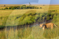 Wild Life In Kenya 