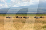 Wild Life In Kenya 
