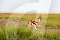 Wild Life In Kenya 