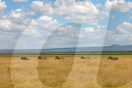 Wild Life In Kenya 