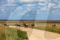 Wild Life In Kenya 