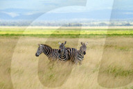 Wild Life In Kenya 