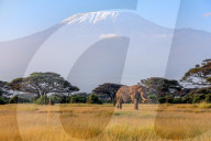 Wild Life In Kenya 