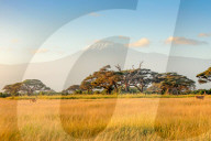Wild Life In Kenya 