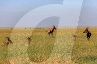 Wild Life In Kenya 