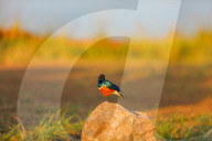 Wild Life In Kenya 