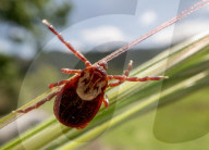 Tick Season Begins