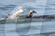Fish Jumps Out Of Water To Escape Osprey