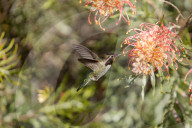 Hummingbirds Feeding The Nectar Of Flowers