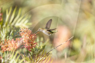 Hummingbirds Feeding The Nectar Of Flowers