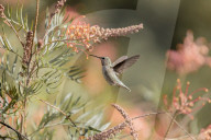 Hummingbirds Feeding The Nectar Of Flowers