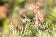 Hummingbirds Feeding The Nectar Of Flowers