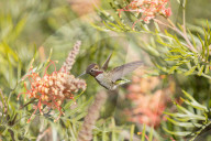 Hummingbirds Feeding The Nectar Of Flowers