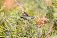 Hummingbirds Feeding The Nectar Of Flowers