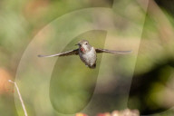 Hummingbirds Feeding The Nectar Of Flowers