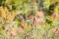 Hummingbirds Feeding The Nectar Of Flowers
