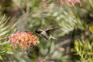 Hummingbirds Feeding The Nectar Of Flowers