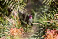 Hummingbirds Feeding The Nectar Of Flowers