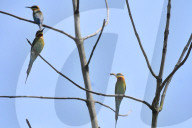 India Wildlife