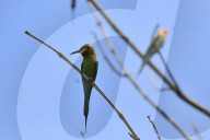 India Wildlife