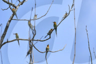 India Wildlife