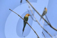 India Wildlife