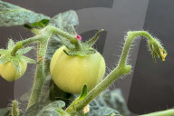 Vegetables of the future could be fortified using tiny needles