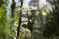 Spring In Linköping, Sweden