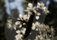 Spring In Linköping, Sweden