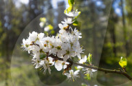 Spring In Linköping, Sweden