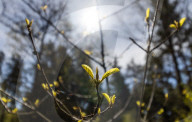 Spring In Linköping, Sweden