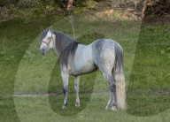 Horses Running On The Field