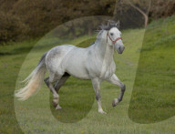 Horses Running On The Field