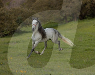 Horses Running On The Field