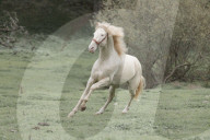 Horses Running On The Field