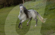 Horses Running On The Field