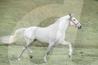 Horses Running On The Field