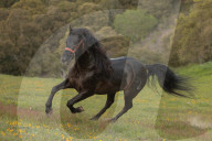 Horses Running On The Field