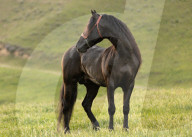 Horses Running On The Field