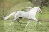 Horses Running On The Field