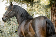 Horses Running On The Field
