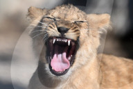 Newborn Barbary Lion Cubs At Safari Park In Czech Republic