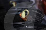 Bean Plant Seedlings Being Grown For Preparation For Planting In Toronto