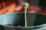 Bean Plant Seedlings Being Grown For Preparation For Planting In Toronto