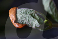 Bean Plant Seedlings Being Grown For Preparation For Planting In Toronto