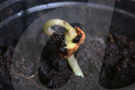 Bean Plant Seedlings Being Grown For Preparation For Planting In Toronto