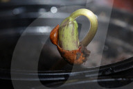 Bean Plant Seedlings Being Grown For Preparation For Planting In Toronto